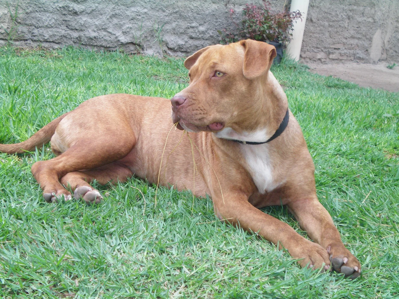 Fotografija: Pitbulterier, fotografija je simbolična. FOTO: Wikipedia