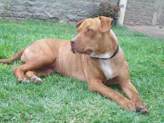 Pitbulterier, fotografija je simbolična. FOTO: Wikipedia