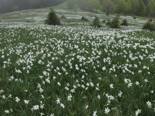 Lokalna naravna znamenitost, ki ji domačini pravijo ključavnice. FOTO: Blaž Račič/Delo