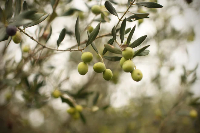 Skupaj je olja ocenjevalo več kot 80 degustatorjev.&nbsp;Ti so poleg treh omenjenih šampionov izbrali še štiri šampione posameznih sortnih olj. FOTO: Jure Eržen/Delo