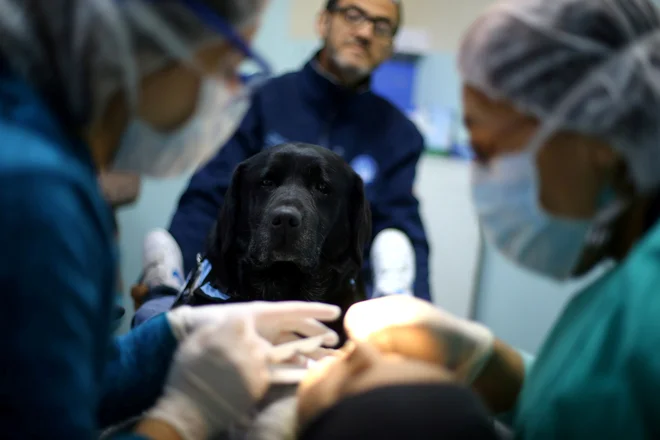 Labradorka Zukka pomaga otrokom pri zobozdravniku, da lažje premagajo strah. FOTO:&nbsp;Ivan Alvarado/Reuters