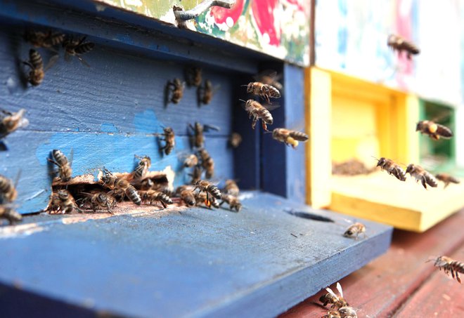 Pesticidi klotianidin, imidakloprid in tiametoksam, ki so eden od dejavnikov za krčenje čebelje populacije, so zasnovani na nikotinu in prizadenejo živčni sistem insektov. FOTO: Dejan Javornik