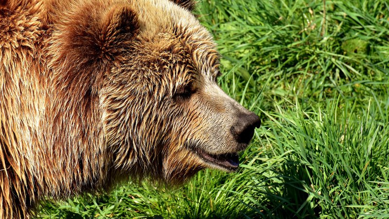 Fotografija: Na območju so medvedi v 90. letih prejšnjega stoletja skoraj izumrli, a so od leta 1996 naprej v gore preselili sprva tri slovenske medvede, kasneje pa še pet, da bi prispevali k njihovi ohranitvi. FOTO: Pixabay