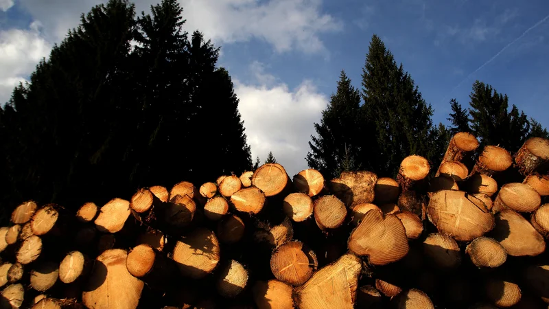 Fotografija: »Hlodovine iglavcev je bilo v zadnjih letih v Sloveniji še preveč,« je dejal Mitja Piškur iz Gozdarskega inštituta Slovenije. Foto Roman Šipić/Delo
