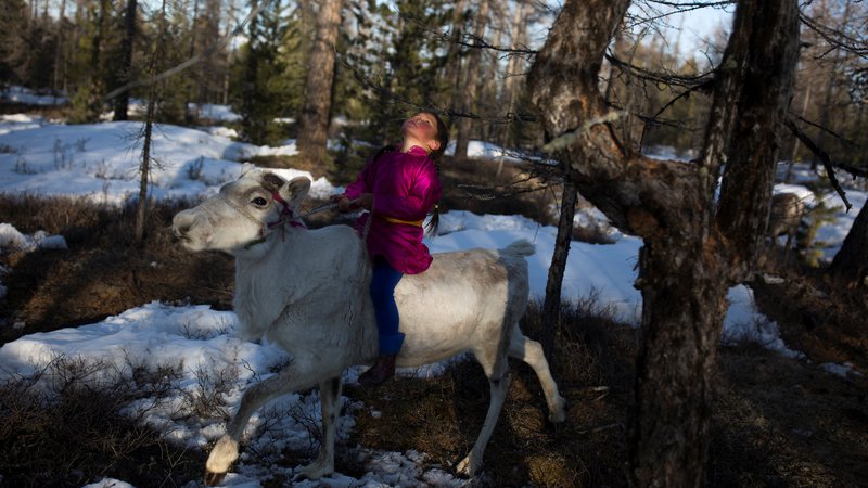 Fotografija: Cece, šestletna hči Duka, pastirja Erdenebata Čuluja, jezdi jelena v gozdu blizu mongolske vasi Caganur. Zaradi lahke telesne teže otroci trenirajo mlade severne jelene, da bi postali čim nolj vodljivi in ubogljivi. FOTO: Thomas Peter/Reuters