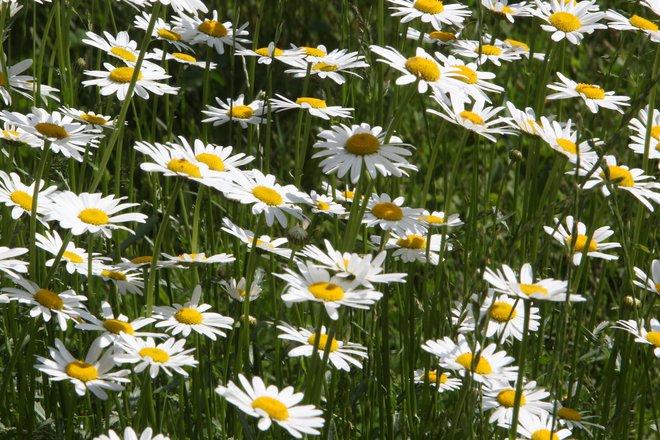 Ivanjščica je na slovenskih travnikih avtohtona rastlina. In kot veste, boste od nje zvedeli, ali vas ljubi - ampak potem bo ostala brez prelepega cveta. Morda lahko izveste tudi kako drugače.