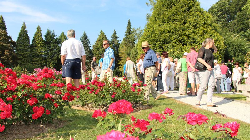 Fotografija: V rozariju Arboretuma Volčji potok so vrtnice v polnem razcvetu. FOTO: Jure Eržen