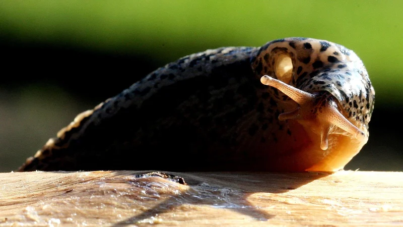 Fotografija: Spomin so znanstveniki prenesli z molekulo RNK. Foto Igor Modic