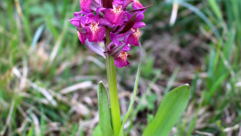 Fotografija: Divje orhideje so najlepše pokazateljice naravno ohranjenih ekstenzivnih travišč. Foto Ljudmila Strahovnik