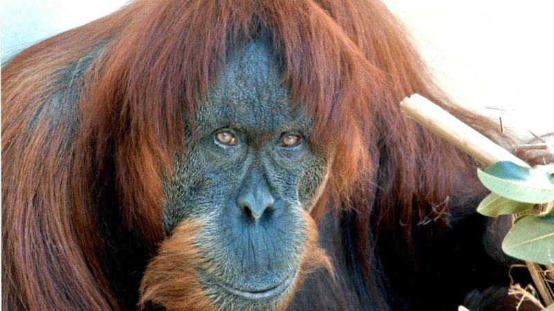 Fotografija: Puan, sumatrska orangutanka FOTO: D. Smith/Perth Zoo 