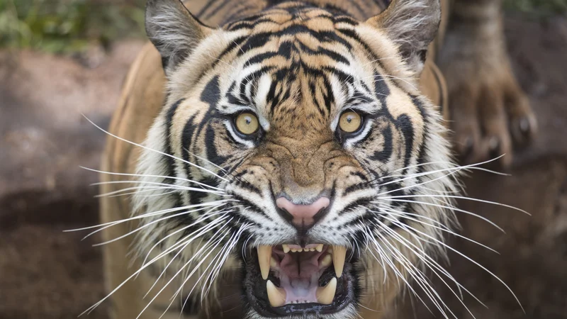 Fotografija: Tiger. FOTO: Thinkstock