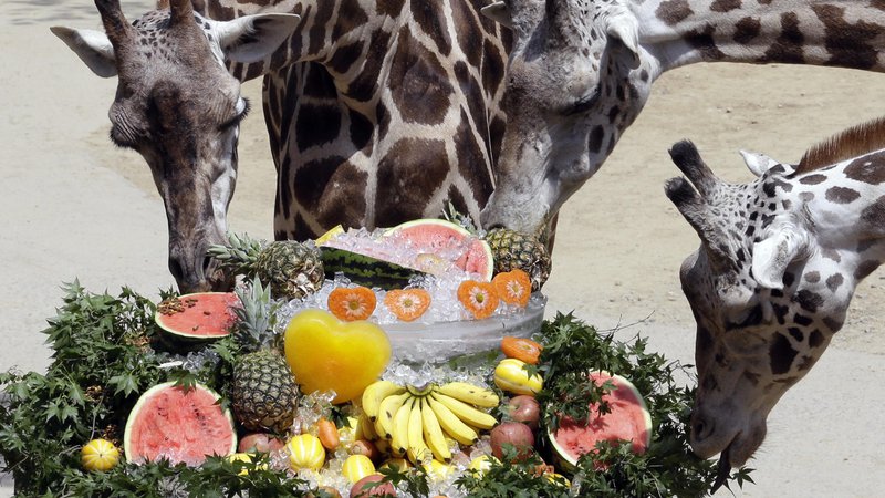 Fotografija: Žirafe v Južni Koreji se sladkajo v poletni vročini. FOTO: AP