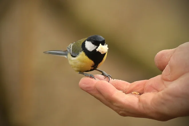 Mesta potrebujejo več prostora za druženje ljudi, ne avtov, več zelenja in narave. Foto Jure Eržen/Delo