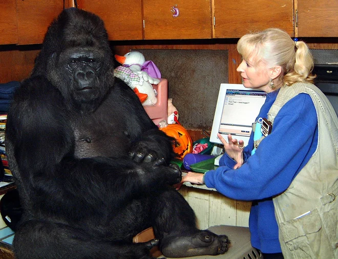 Koko se je skotila leta 1971 v živalskem vrtu v San Franciscu, a je večino življenje preživela pri fundaciji. FOTO: Dr. Ronald H. Cohn/AP