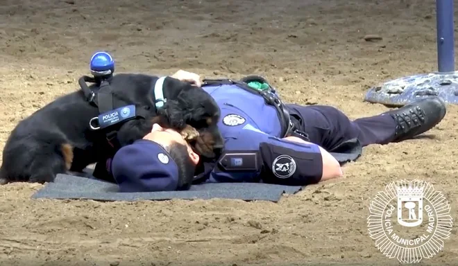 Kuža rešuje svojega človeka. FOTO: Policía Municipal De Madrid