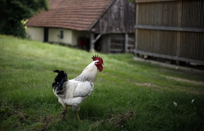 Medtem ko se politiki prepirajo o tem, kdo bo glavni petelin na vasi, v Bruslju veselo režejo pogačo za razvoj kmetijstva. FOTO: Blaž Samec/Delo