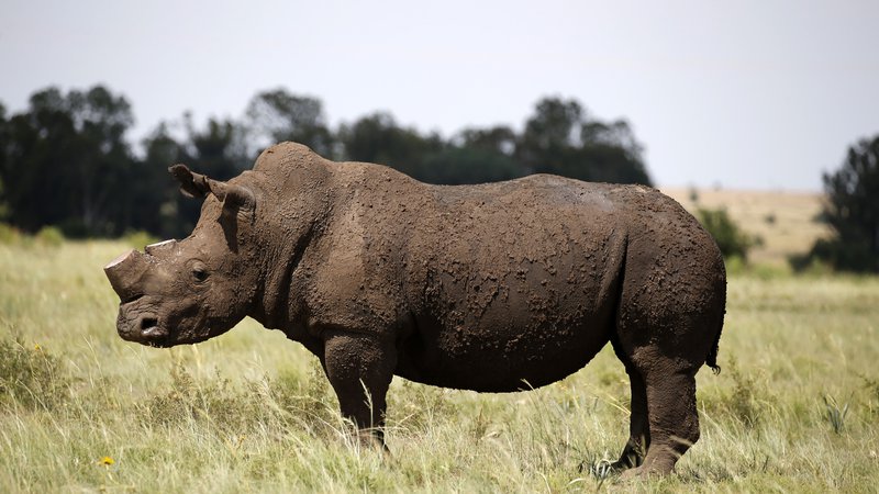 Fotografija: Ponovni ponos Čada, črni nosorog. Foto Siphiwe Sibeko Reuters