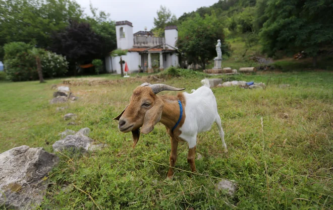 Slovenski državljan na hrvaški strani Anton Škof ima okoli hiše tudi koze, da ima urejeno okolico. FOTO: Jože Suhadolnik