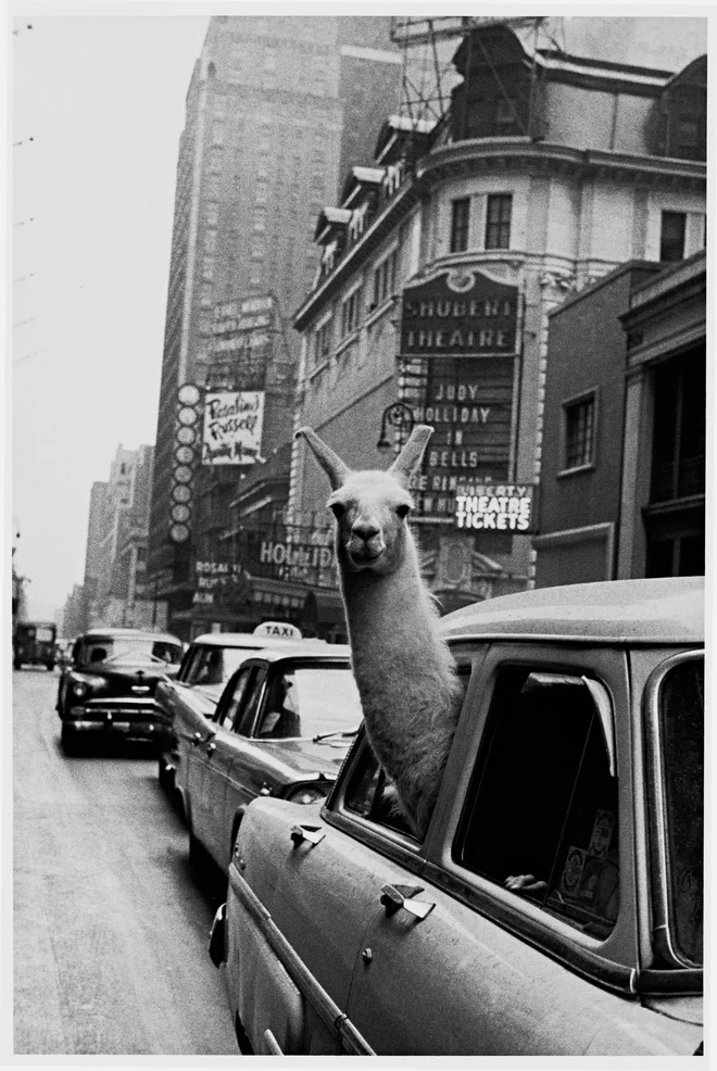 Lama na Times Square Foto Inge Morath