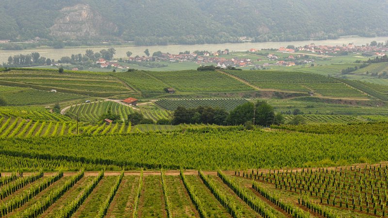 Fotografija: Wachau – vinogradi do Donave