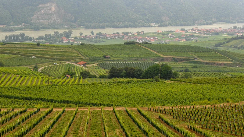 Fotografija: Wachau – vinogradi do Donave