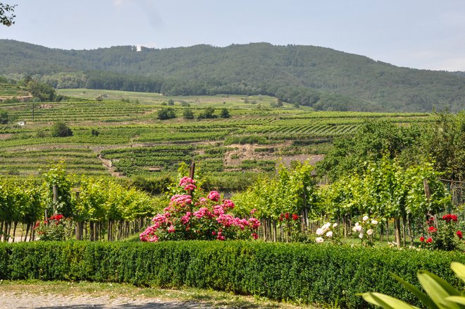 Jamek – pogled na vinograd z gostilniškega vrta