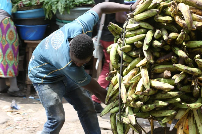 Za zdaj se nam ni treba bati pomanjkanja banan, a to se lahko hitro spremeni. FOTO: Steve Jordan/AFP