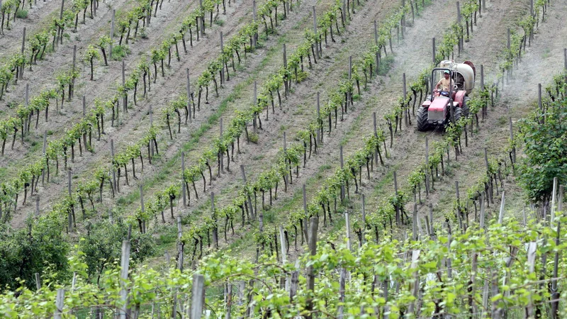 Fotografija: Dela v vinogradu so se tragično končala za 70-letnega kmeta iz okolice Ajdoviščine. Fotografija je simbolična.
FOTO Tadej Regent