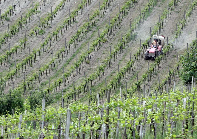 Dela v vinogradu so se tragično končala za 70-letnega kmeta iz okolice Ajdoviščine. Fotografija je simbolična.<br />
FOTO Tadej Regent