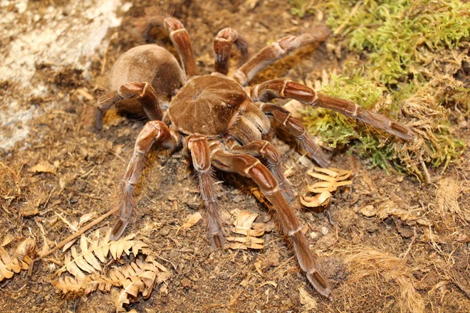 Theraphosa stirmi FOTO arhiv Saša Čotarja