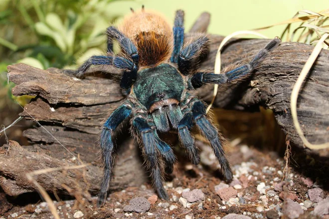 Chromatopelma cyaneopubescens FOTO arhiv Saša Čotarja