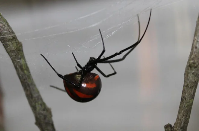 Latrodectus mactans črna vdova FOTO arhiv Saša Čotarja