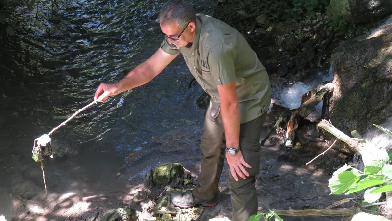 Fotografija: Predsednik Ribiške družine Bled Samo Novak pravi, da blejsko občino že nekaj časa opozarjajo, da fekalije iz čistilne naprave odtekajo tudi v Savo Bohinjko, a se onesnaževanje nadaljuje. Fotografiji Blaž Račič