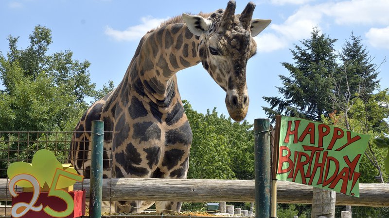 Fotografija: Žirafji samec Kimbar je konec junija letos praznoval 25. rojstni dan.