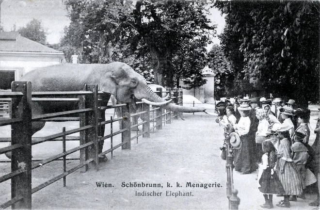 V obdobju vladanja Marije Terezije so v delu schönbrunnskega parka postavili menažerijo.