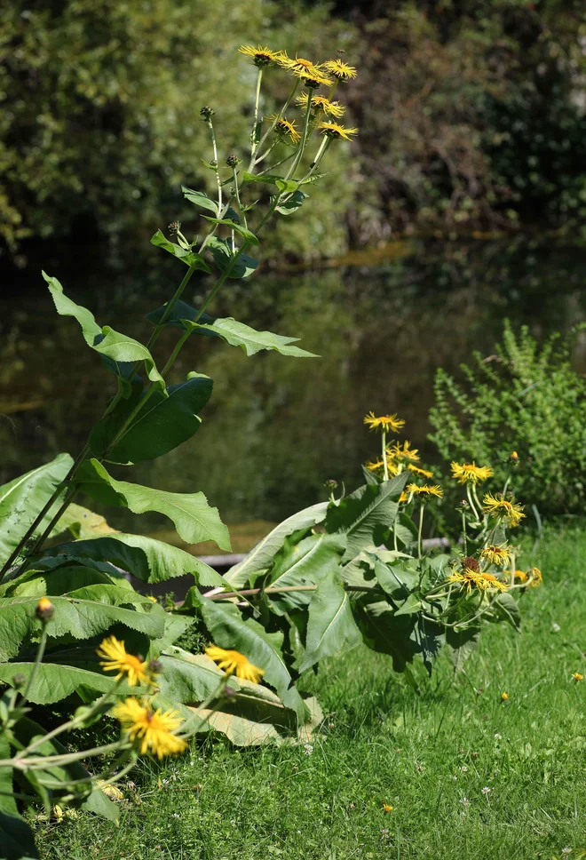 Veliki oman (<em>Inula helenium</em>): lep pa še zdravilen. Foto Mavric Pivk