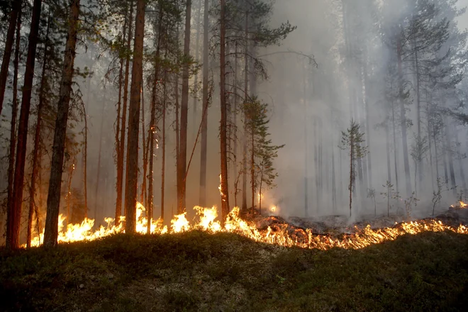 Divji požari na Švedskem so izbruhnili zaradi izjemno dolgega obdobja nadpovprečno visokih temperatur in zaradi pomanjkanja dežja. FOTO: Mats Andersson/AP