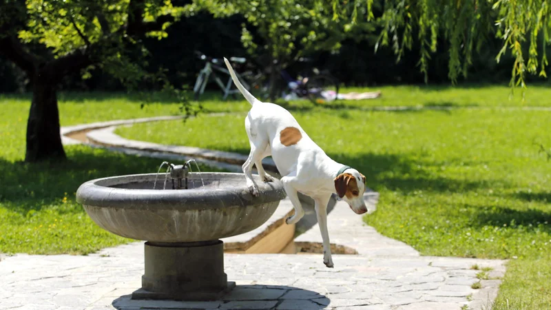 Fotografija: Vsak dvanajsti prebivalec Ljubljane ima psa. FOTO: Matej Družnik/Delo