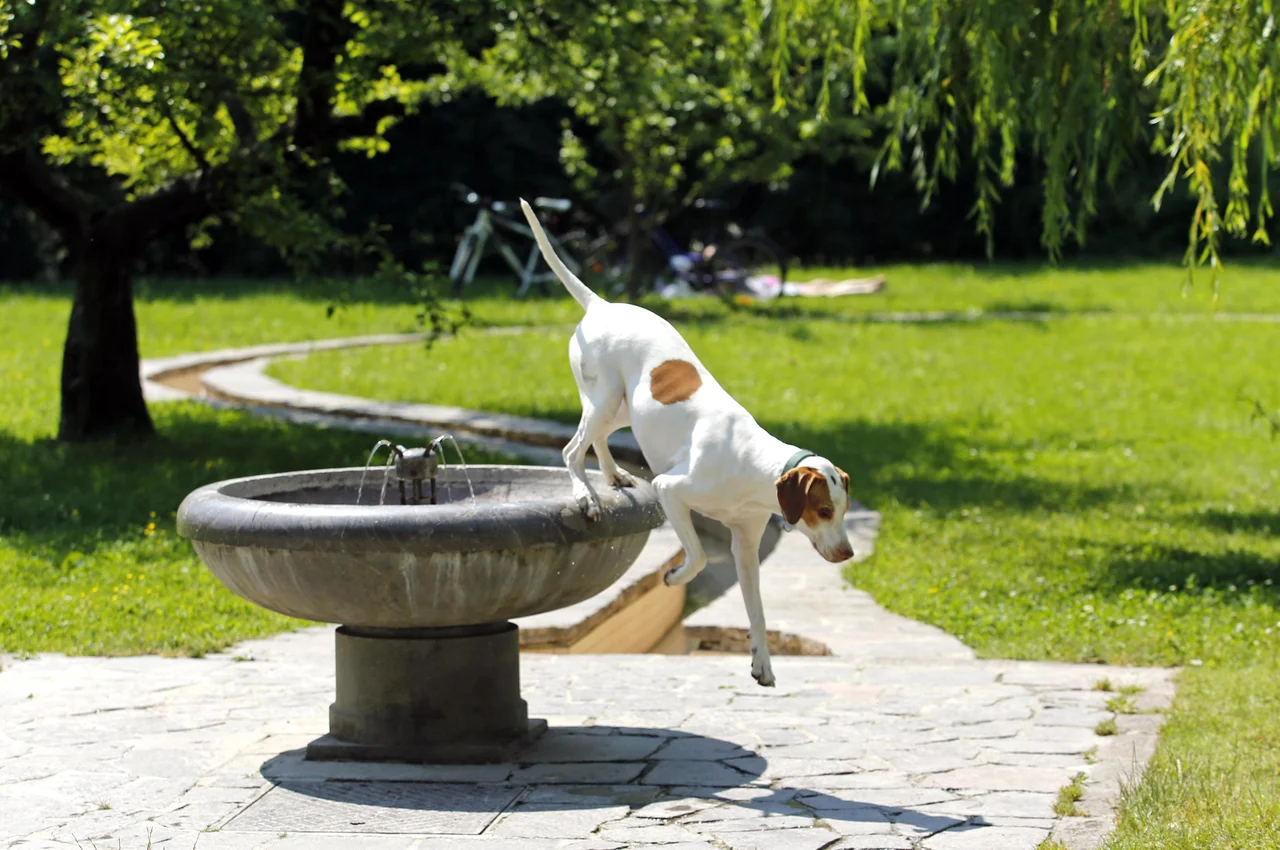 Fotografija: Vsak dvanajsti prebivalec Ljubljane ima psa. FOTO: Matej Družnik/Delo