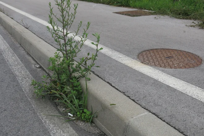 Plevel, ki raste iz obcestnega požiralnika, ponekod sega že pol metra visoko. FOTO: Janez Petkovšek