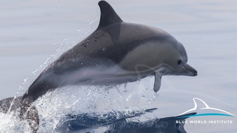Fotografija: Jata navadnih delfinov na območju Kornatov. FOTO: Institut Plavi svijet