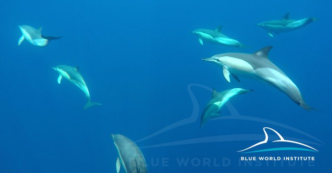 V jati so raziskovalci našteli več kot 50 delfinov. FOTO: Institut Plavi svijet