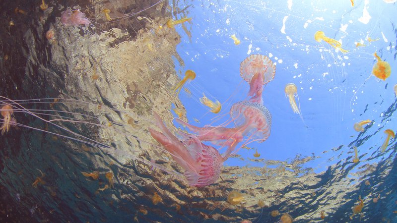 Fotografija: Meduze se najraje zadružujejo v toplih plitvah vodah. FOTO: Shutterstock