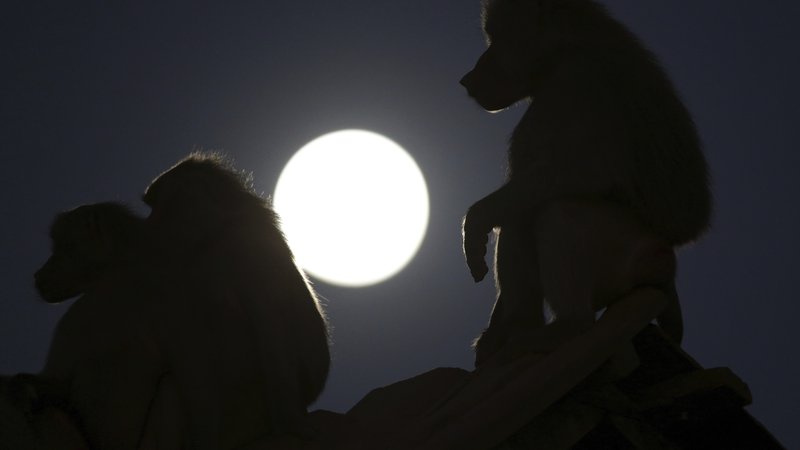Fotografija: Brazilija pred popolnim Luninim mrkom FOTO: AP