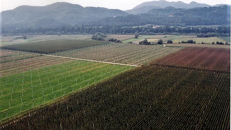 Fotografija: Kmetijske površine s hmeljišči v bližini Levca v Celjski kotlini na koncu Savinjske doline. FOTO: Brane Piano