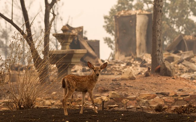 Uničenje na območju požara Carr v Kalifoniji FOTO: Bob Strong/Reuters