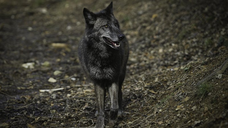 Fotografija: Po zadnjih podatkih je lani pri nas živelo okoli 80 volkov. Okoljsko ministrstvo za obdobje od 1. oktobra letos do 30. septembra 2019 predlaga odvzem 11 živali. Na fotografiji volk v ljubljanskem živalskem vrtu. FOTO: Jože Suhadolnik