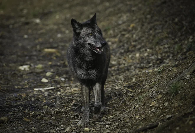 Po zadnjih podatkih je lani pri nas živelo okoli 80 volkov. Okoljsko ministrstvo za obdobje od 1. oktobra letos do 30. septembra 2019 predlaga odvzem 11 živali. Na fotografiji volk v ljubljanskem živalskem vrtu. FOTO: Jože Suhadolnik