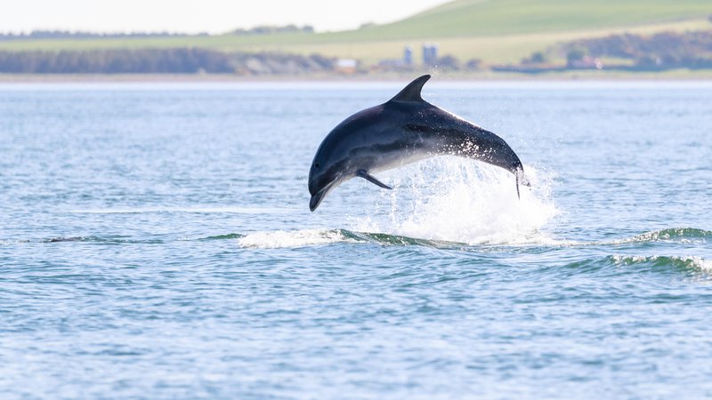 Fotografija: Delfini so družabna bitja. Kot da bi se jim zdelo, da je samota dolgočasna. FOTO: Shutterstock