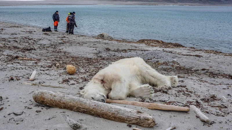 Fotografija: Norveške oblasti so sporočile, da je polarni medved napadel in poškodoval člana posadke potniške križarke MS Bremen, ki je vodil turiste na arktičnem arhipelagu v Sjuřyanu, severno od Spitzbergov. Polarnega medveda je ustrelil drugi zaposleni.
FOTO: Gustav Busch Arntsen / Afp